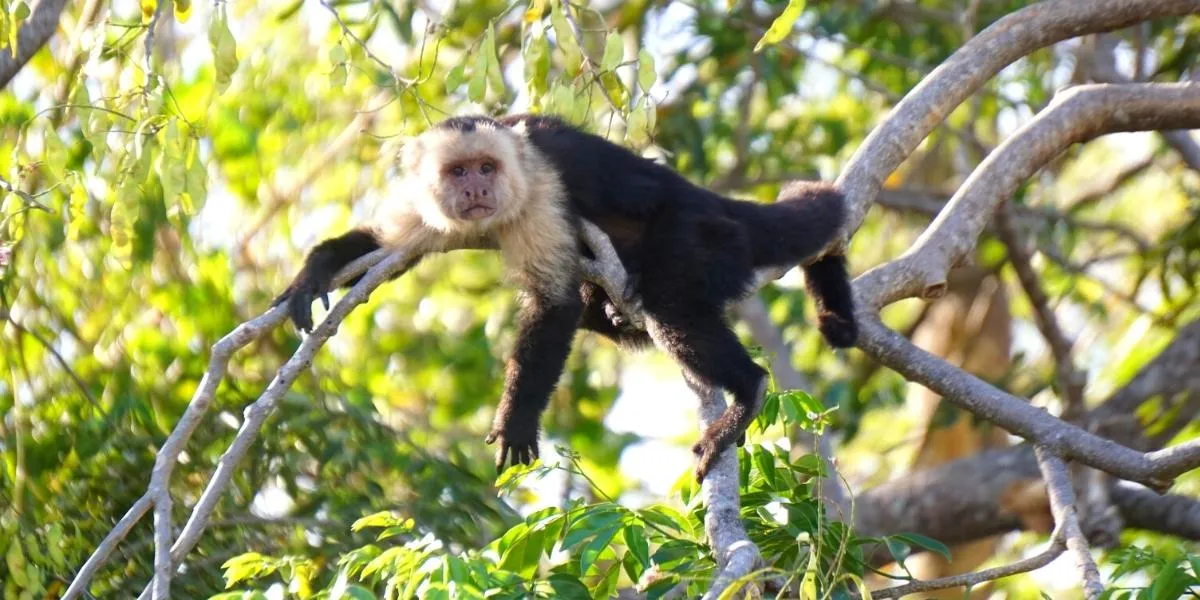 Palo-Verde-Boat-Tour-Guanacaste-by-Papagayotours-5